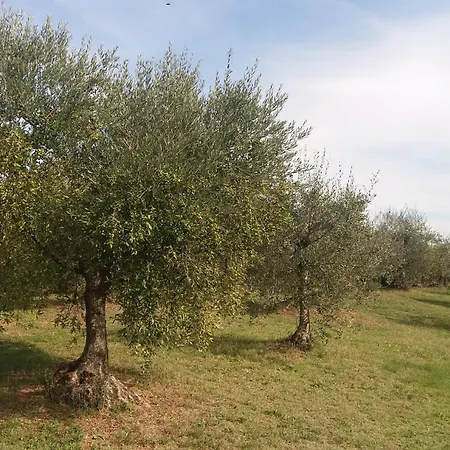 Casa Del Nonno Bingheri - L'olivo * 哥尔顿