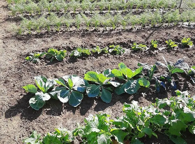 Apartment Casa Del Nonno Bingheri - L'olivo *