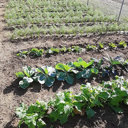 דירה Casa Del Nonno Bingheri - L'olivo *