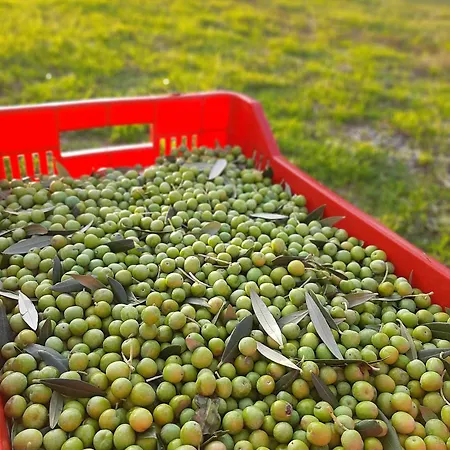 Casa Del Nonno Bingheri - L'olivo דירה *