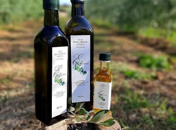 Appartamento Casa Del Nonno Bingheri - L'olivo *