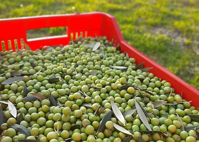 Casa Del Nonno Bingheri - L'olivo Appartamento *